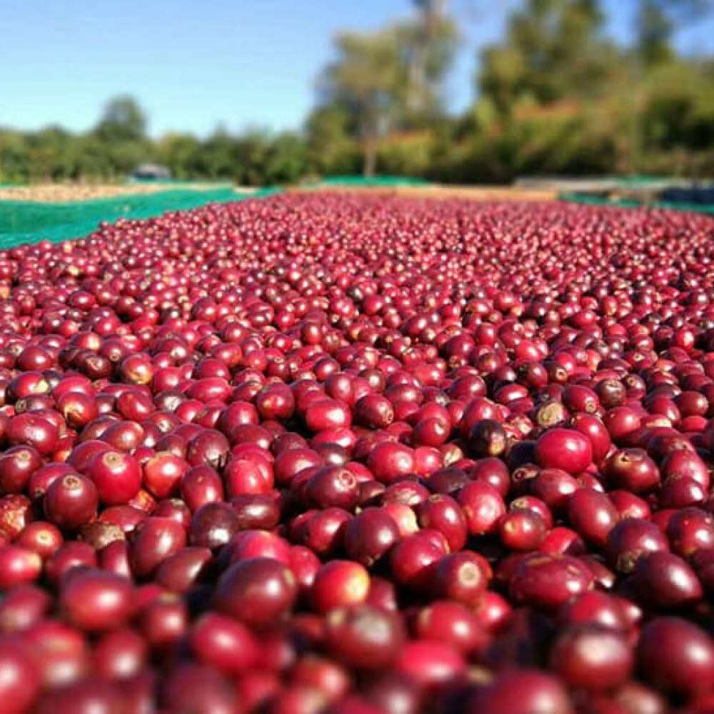 202009290930-natural-coffee-processing-method-3