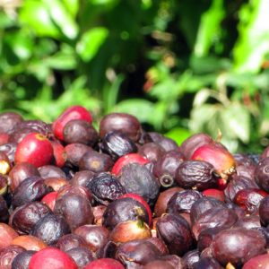 natural_coffee