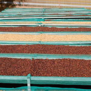 pexels-1500mcoffee-28314458